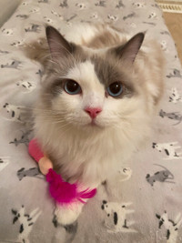Gorgeous female ragdoll cat   for rehome