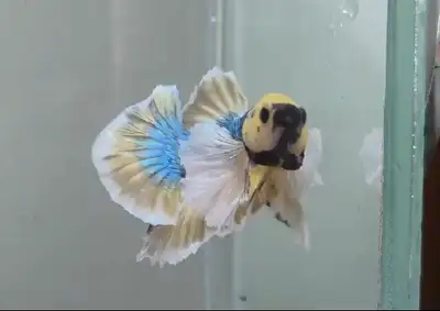Thailand dumbo plaket yellow and blue, View more