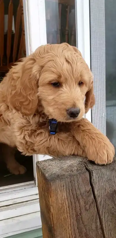 Gorgeous Goldendoodle puppies, View more