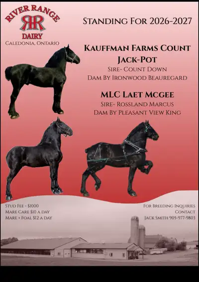 Percheron Stallions At Stud, View more