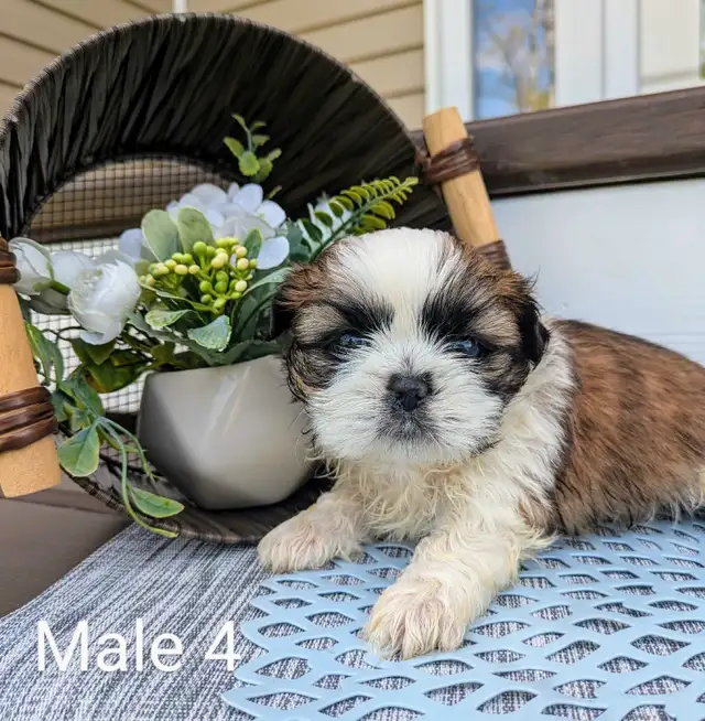 ❤️ Beautiful Shih Tzu Puppies ❤️ Ready to go today! in Dogs & Puppies for Rehoming in Winnipeg - Image 4