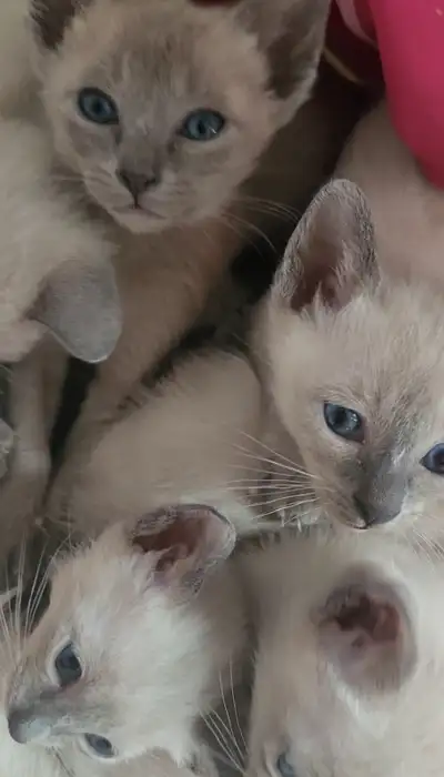 Je vends d'adorables chatons siamois male et femelle disponible, ils sont joueurs et enjoués et fero...