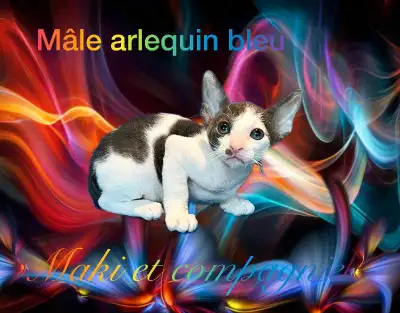 ♡♡♡ magnifique chatons Rex Cornish pur race ♡♡♡, View more