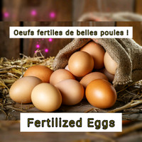 Fertilized Hatching Eggs Oeufs Fécond 