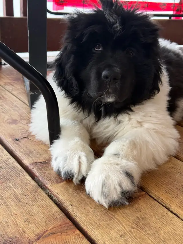 chiots Terre-Neuve, Newfoundland Puppies in Dogs & Puppies for Rehoming in Laurentides - Image 5