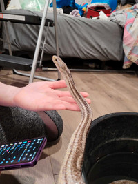 Female Anery charcoal corn snake 