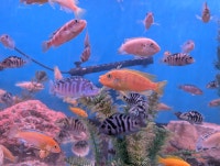 Colorful Lake Malawi Cichlids - Tropical Aqaurium Fish Ottawa Ottawa / Gatineau Area Preview