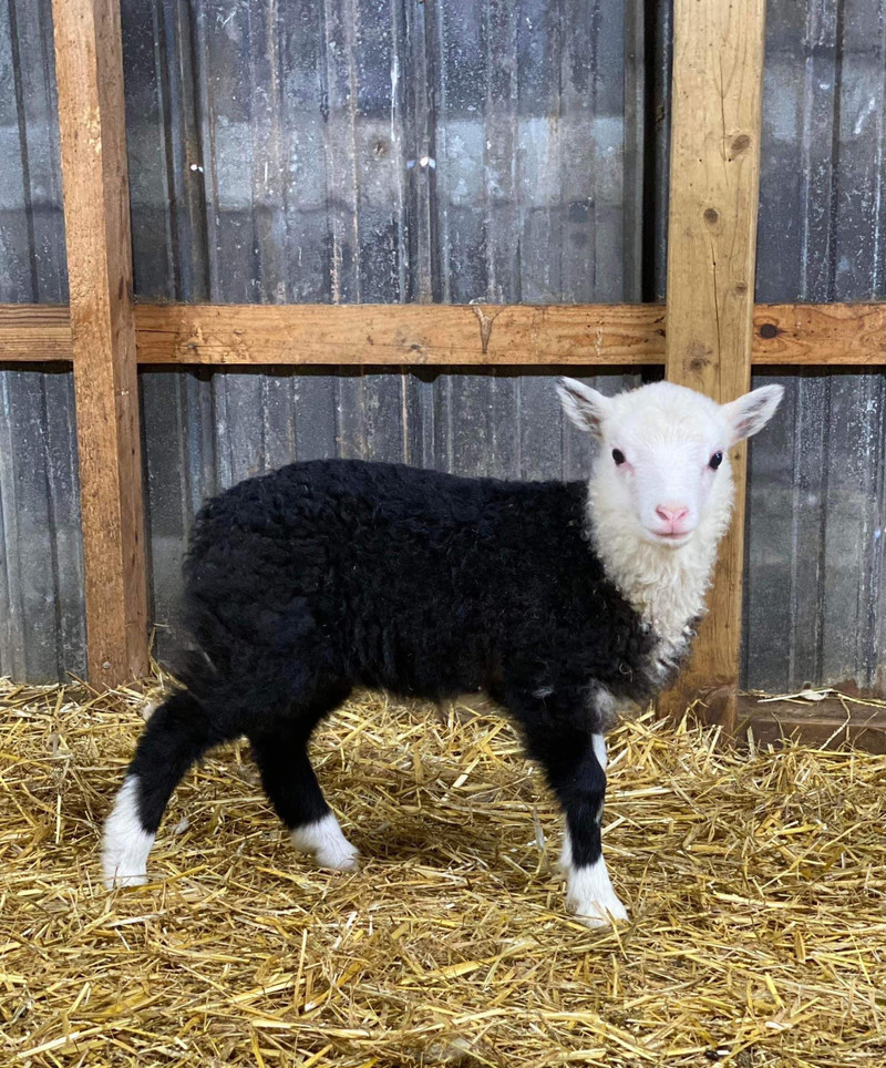 Shetland Sheep Lambs Livestock Truro Kijiji