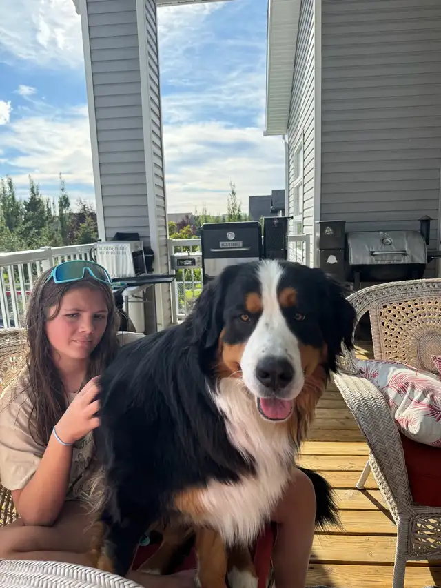 Standard F1 Bernedoodle puppies available July 10, 2025 in Dogs & Puppies for Rehoming in Grande Prairie - Image 7