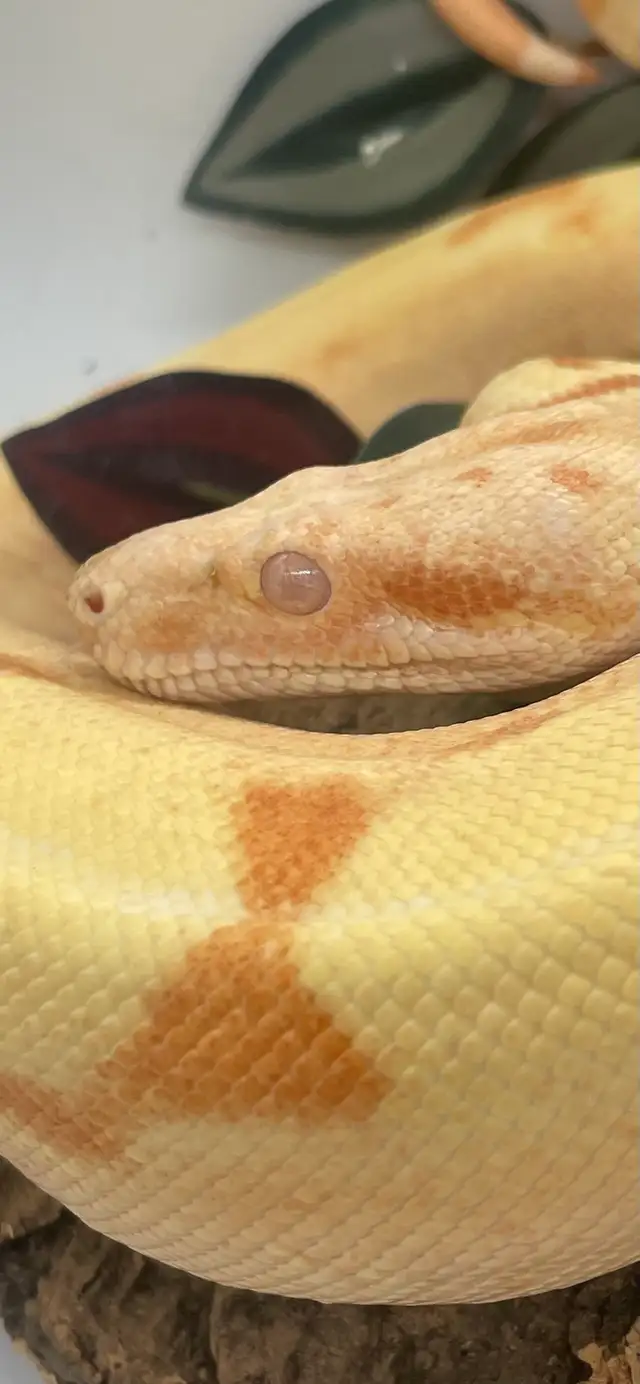 pre sale Sunglow boa in Reptiles & Amphibians for Rehoming in Calgary - Image 4