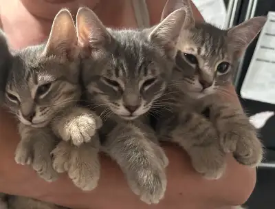 Chatons à Vendre / Kittens for sale, View more