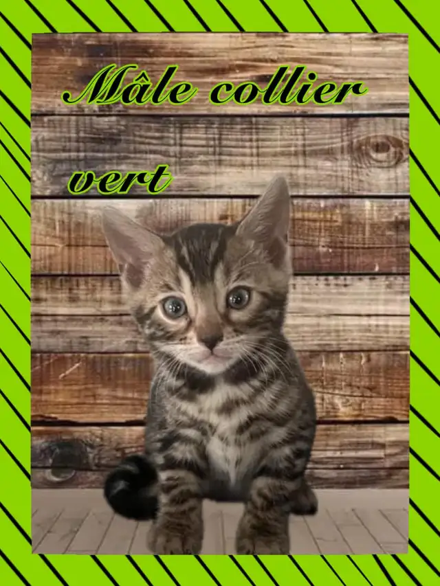 chaton bengal pure race enregistré Tica in Cats & Kittens for Rehoming in Victoriaville - Image 4