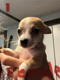 Chiots Chihuahua puppies 