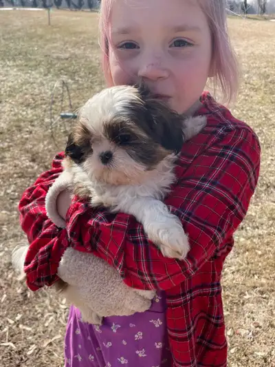 Purebred Shih Tzu Puppies, View more