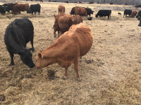 Bred cows for sale
