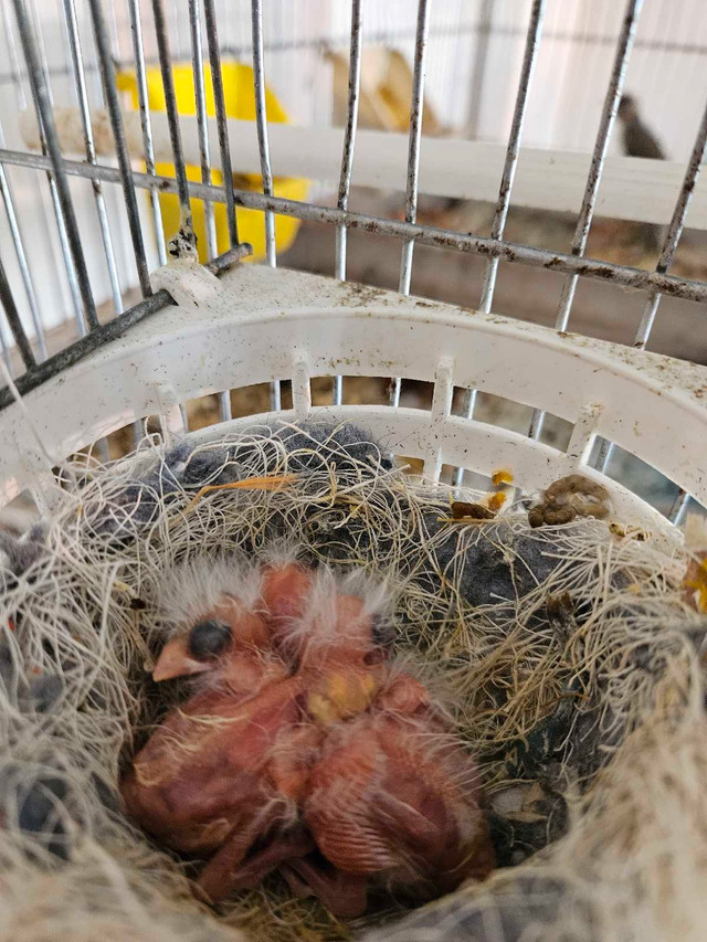 Canaries jeunes prêt 2025 chanteurs et de couleurs dans Oiseaux à adopter  à Laval/Rive Nord - Image 3