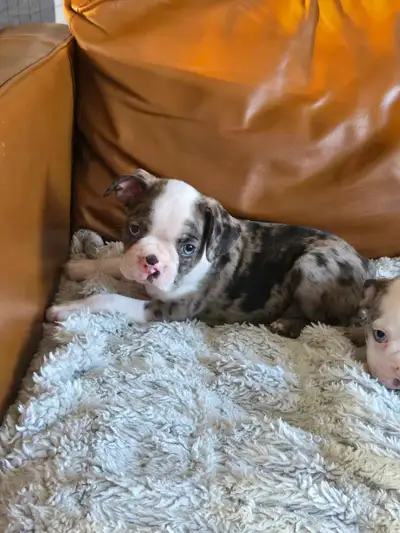 2 magnifique chiots Boston Terrier, View more