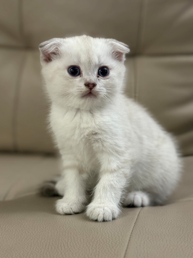 Scottish fold x Bengal kittens in Cats & Kittens for Rehoming in City of Toronto - Image 2
