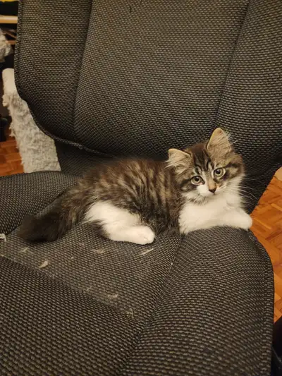 Beaux Chatons mâles. 10 semaines, View more