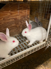 Meat rabbits for sale