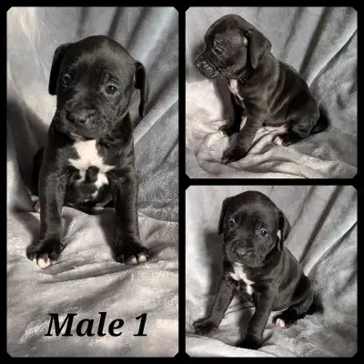 3 American Bulldogs left !, View more