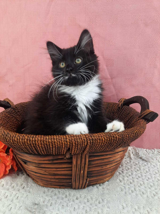 Female Maine Coon Kitten in Cats & Kittens for Rehoming in Oshawa / Durham Region