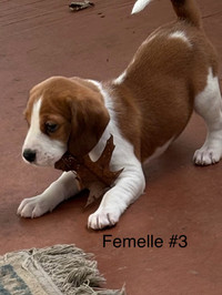 Bébé beagles 