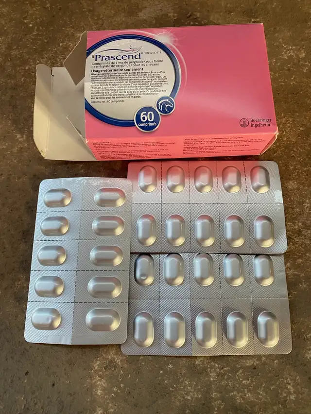 Prascend Tablets in Horses & Ponies for Rehoming in Trenton - Image 3