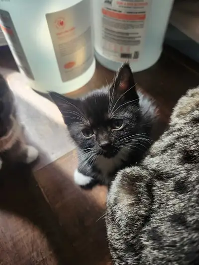 black and white tux kittens!, View more