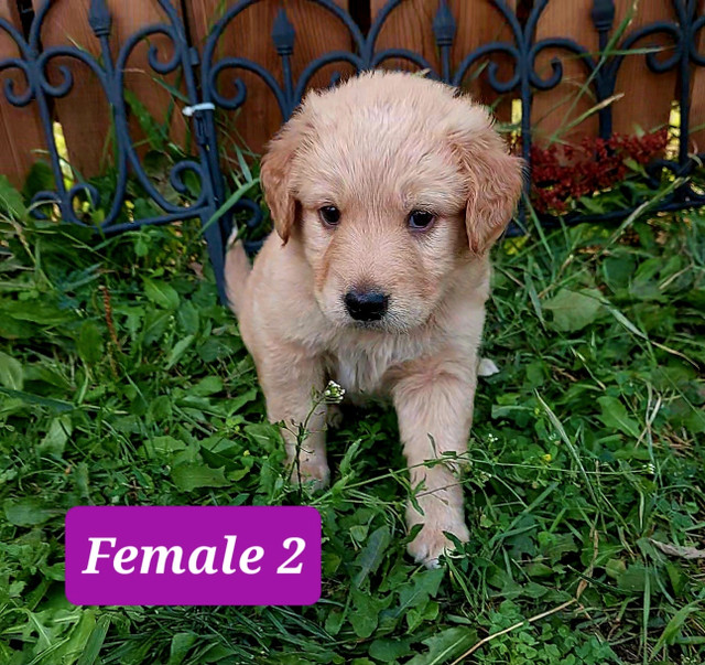 Lab cross Puppies born Canada Day Dogs & Puppies for Rehoming