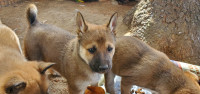 Husky X Belgian Malinois Puppies