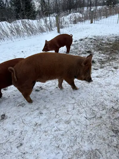 tamworth cross boar available, View more