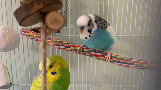 Bird sitting / Bird boarding / Pet sitter / Pet boarding  in Animal & Pet Services in Oshawa / Durham Region - Image 3