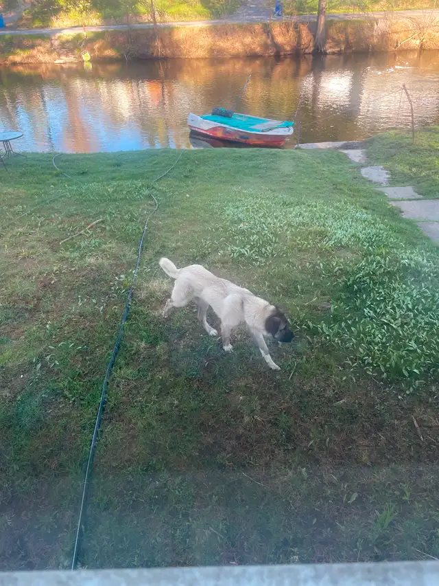 Kangal male 7 months old in Dogs & Puppies for Rehoming in Gatineau - Image 2