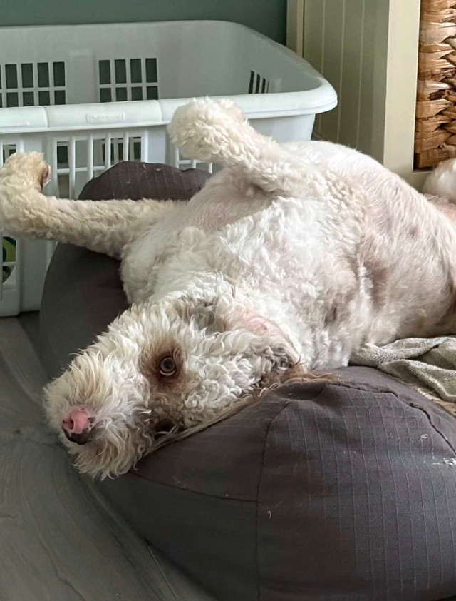 F1b Aussiedoodle wait list available in Dogs & Puppies for Rehoming in Saint John