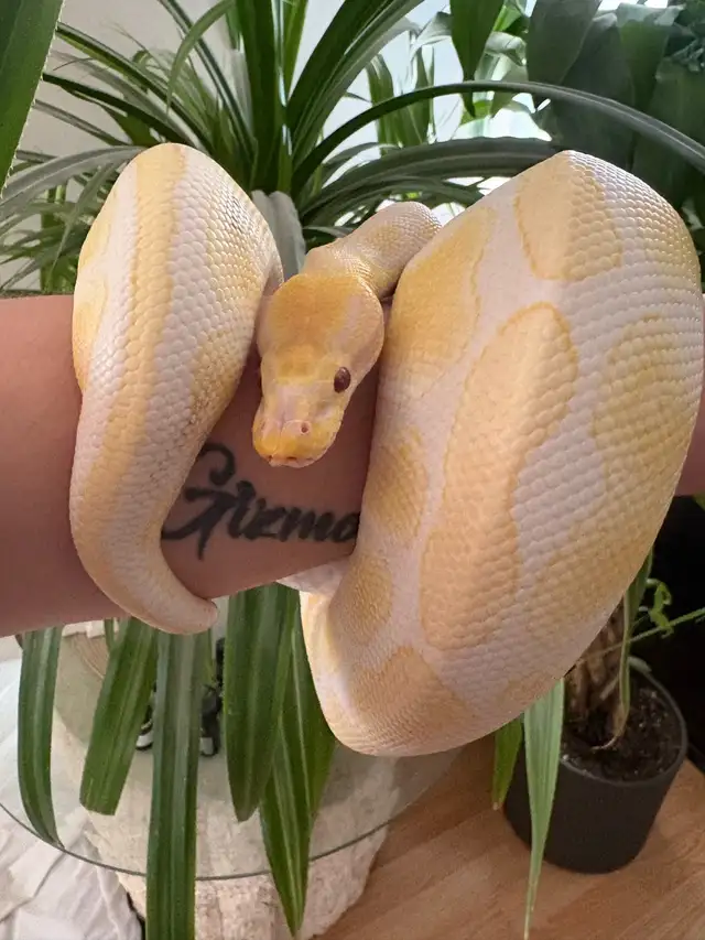 Beau & Buddies 64985469836162120