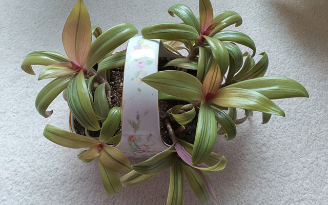 Tri-color Oyster plant--house plant in Plants, Fertilizer & Soil in Calgary - Image 2