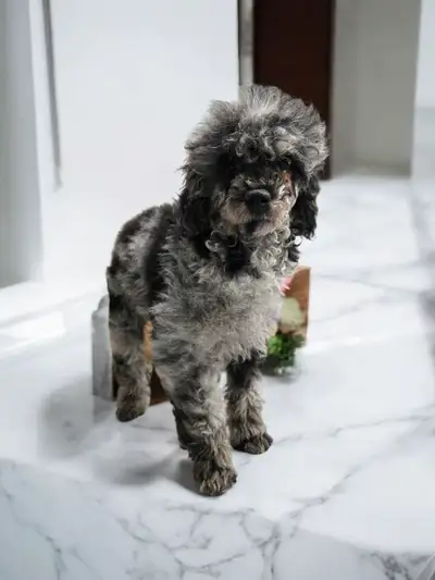 Toy Poodles, View more