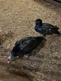 Muscovy males
