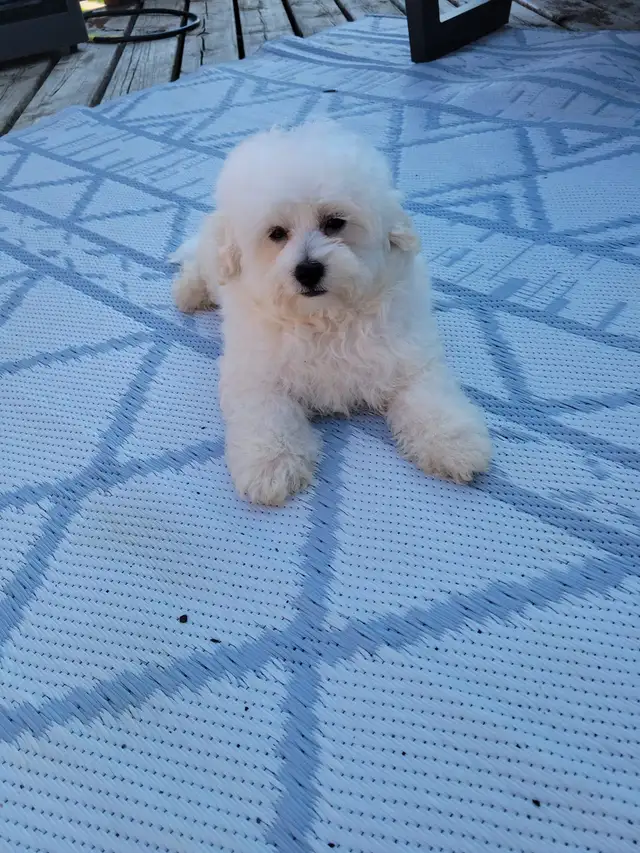 Adorable Maltipoo Puppy! in Dogs & Puppies for Rehoming in Winnipeg - Image 3