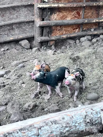 Berkshire/tamsworth piglets, View more