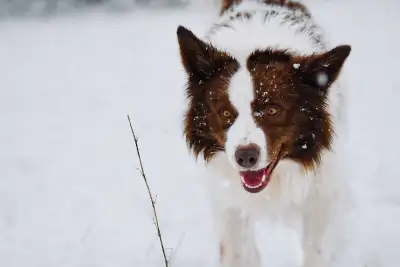 Border Collie, View more