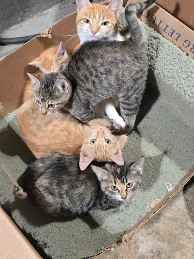 Barn Cats, View more