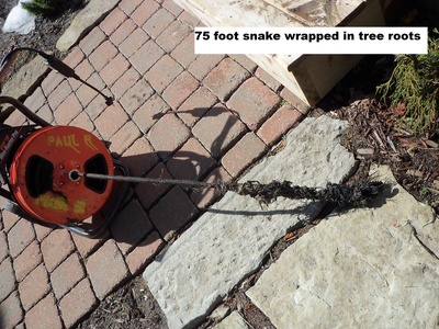 licence plumber, View more