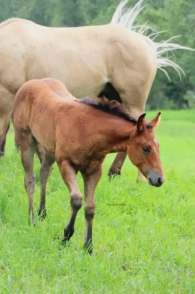 2026 AQHA X Driftwood fillies  in Horses & Ponies for Rehoming in Edmonton - Image 2