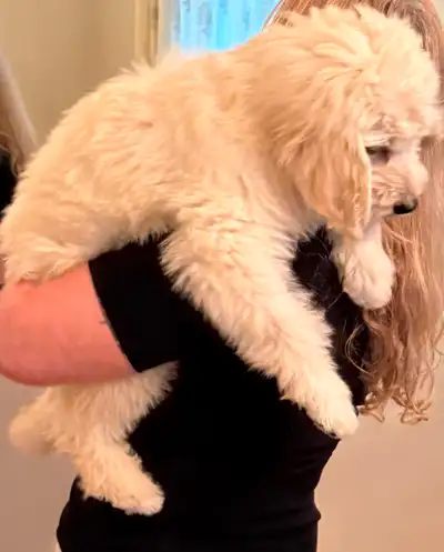 ❤️ Standard Goldendoodle $650, View more