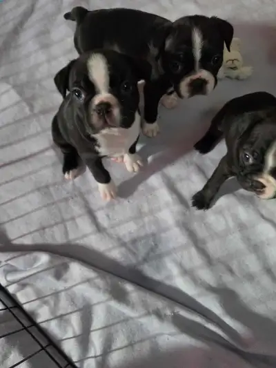 Boston Terrier, View more