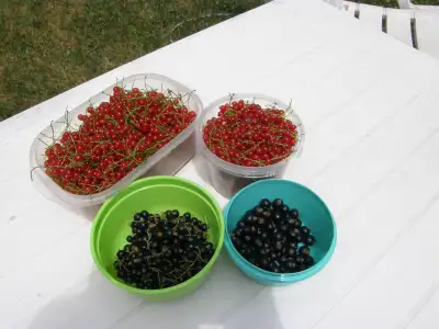 Everything is GONE. See you next summer. Fresh, just off the bush! I am selling red & black currants...