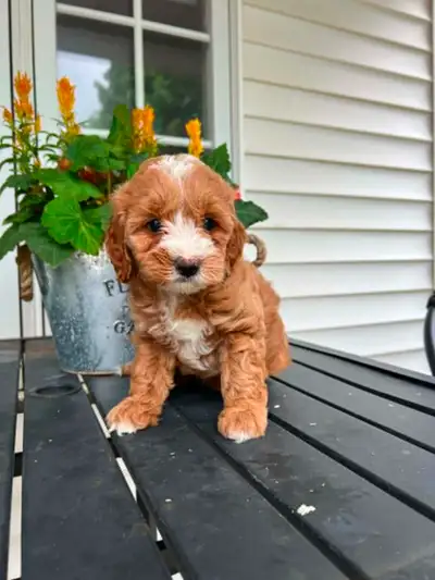 Teddy bear Cockapoo puppies available, View more