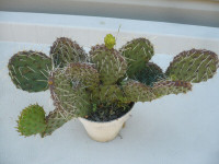 Prickly Pear Cactus     ( Perrenial )